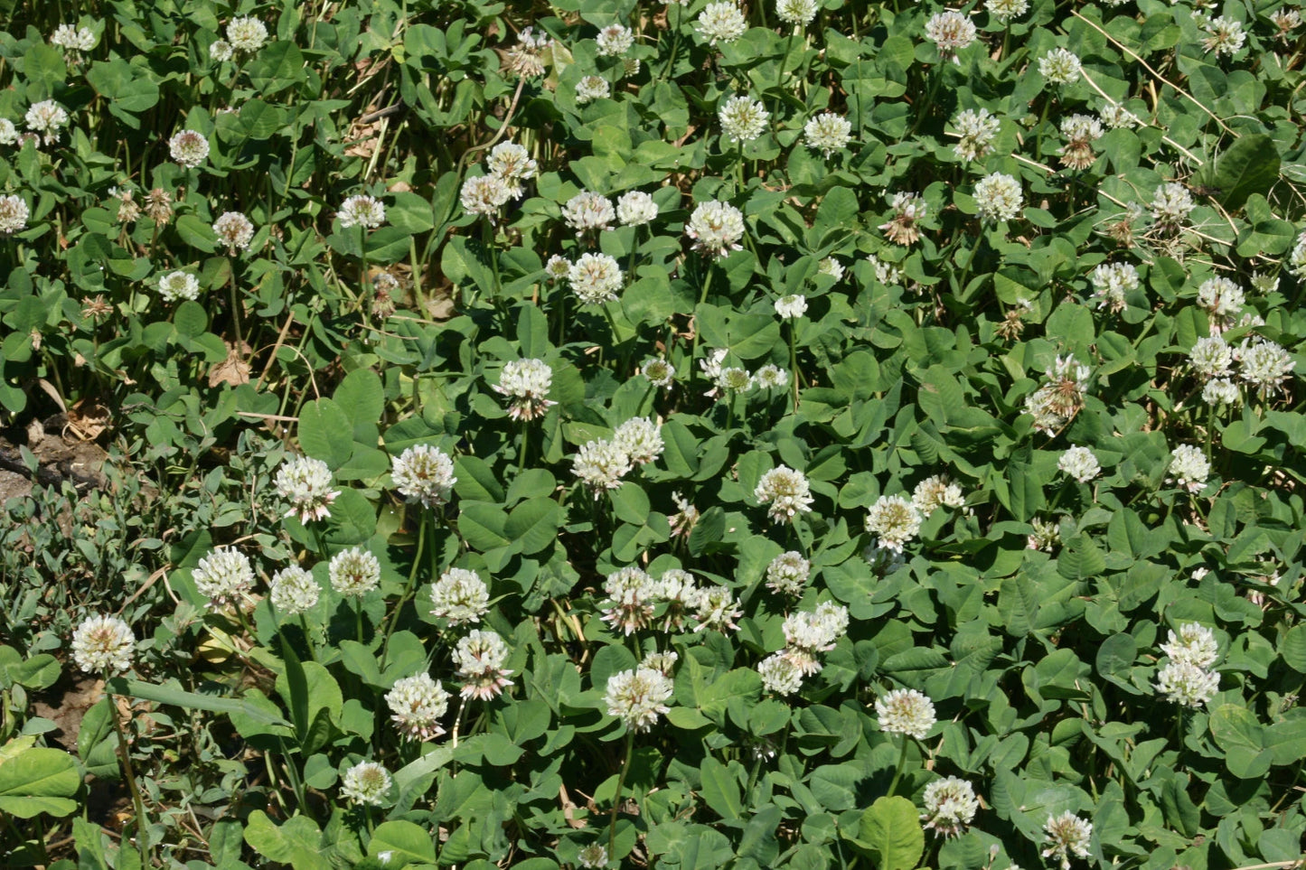 White Dutch Clover Seed - Cover Crop - Perennial Legume - Low Growing - Trifolium repens - 1000 Seeds/Pack