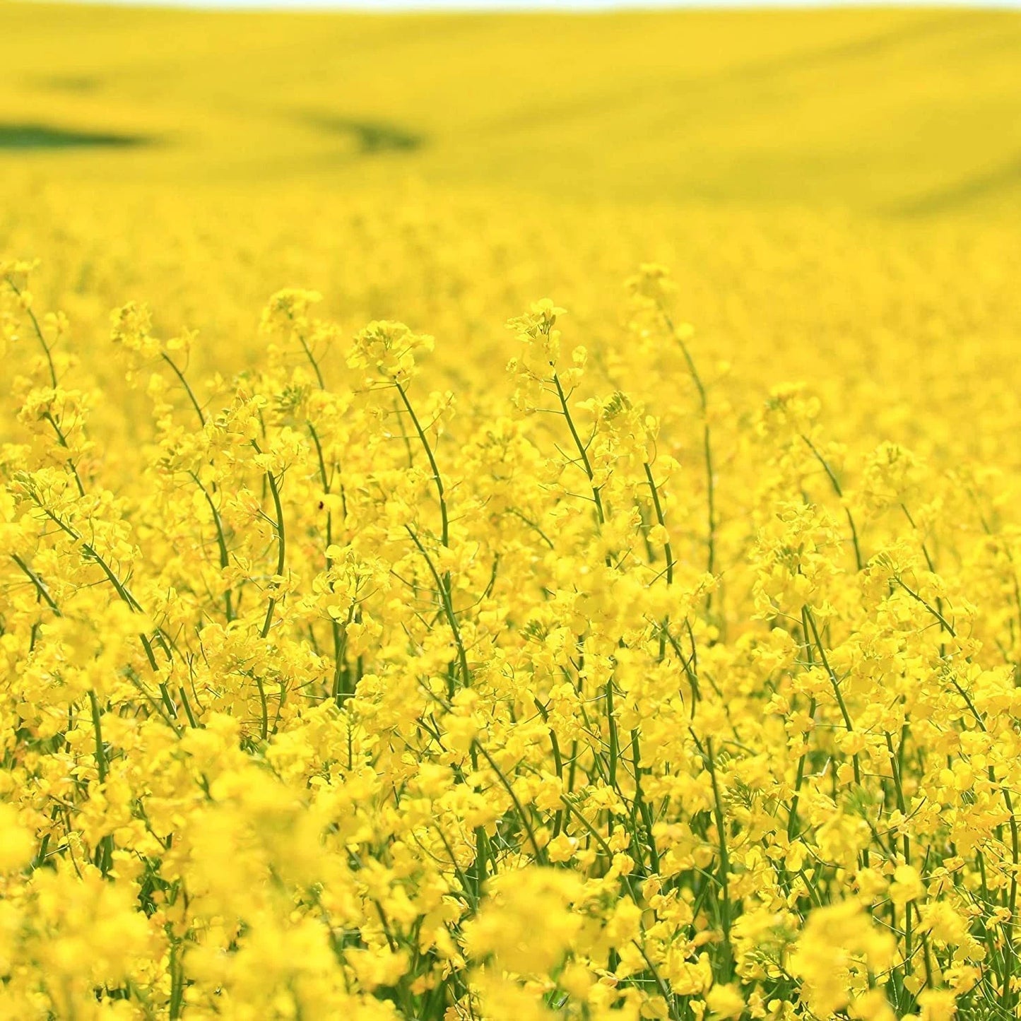 Brassica Dwarf Essex Forage Rape Seed 1 lb - Ideal for Food Plots & Cover Crops, Brassica napus