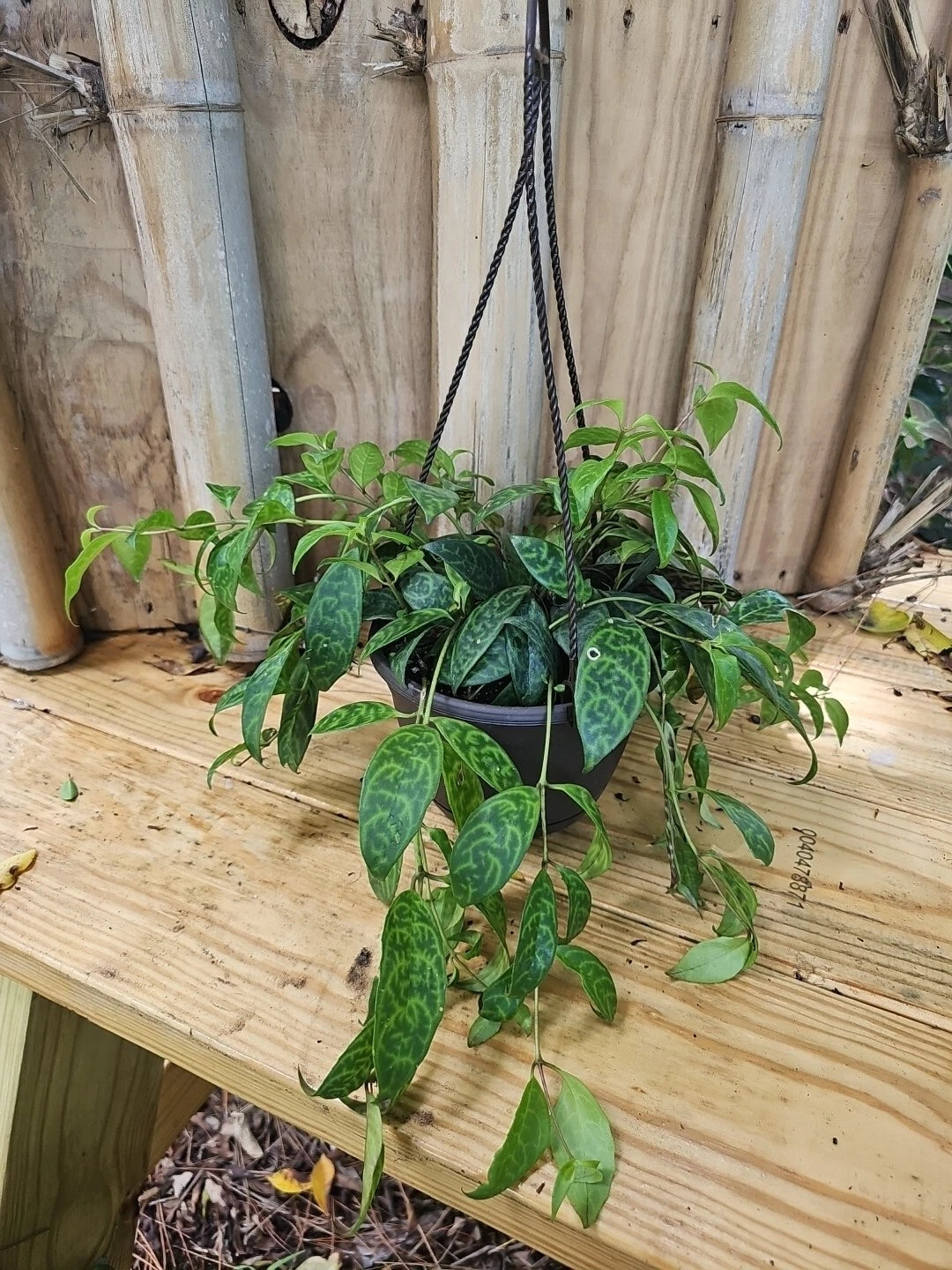 Lipstick Plant 6