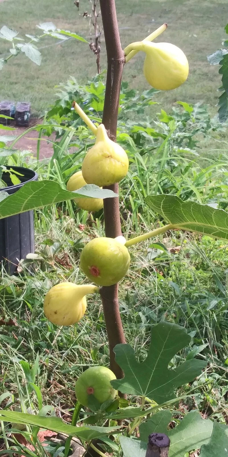 White Madeira Fig Tree - 1 Live Plant Bare Root- 2 Years Old