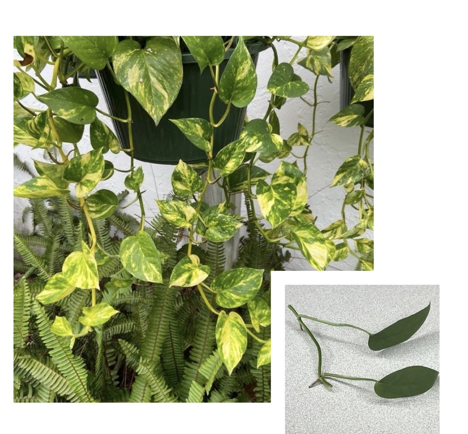 scindapsus aureus pothos Golden Pothos & Cebu Blue Pothos Cuttings - Lot of 2, 2 Leaves, 2 Nodes