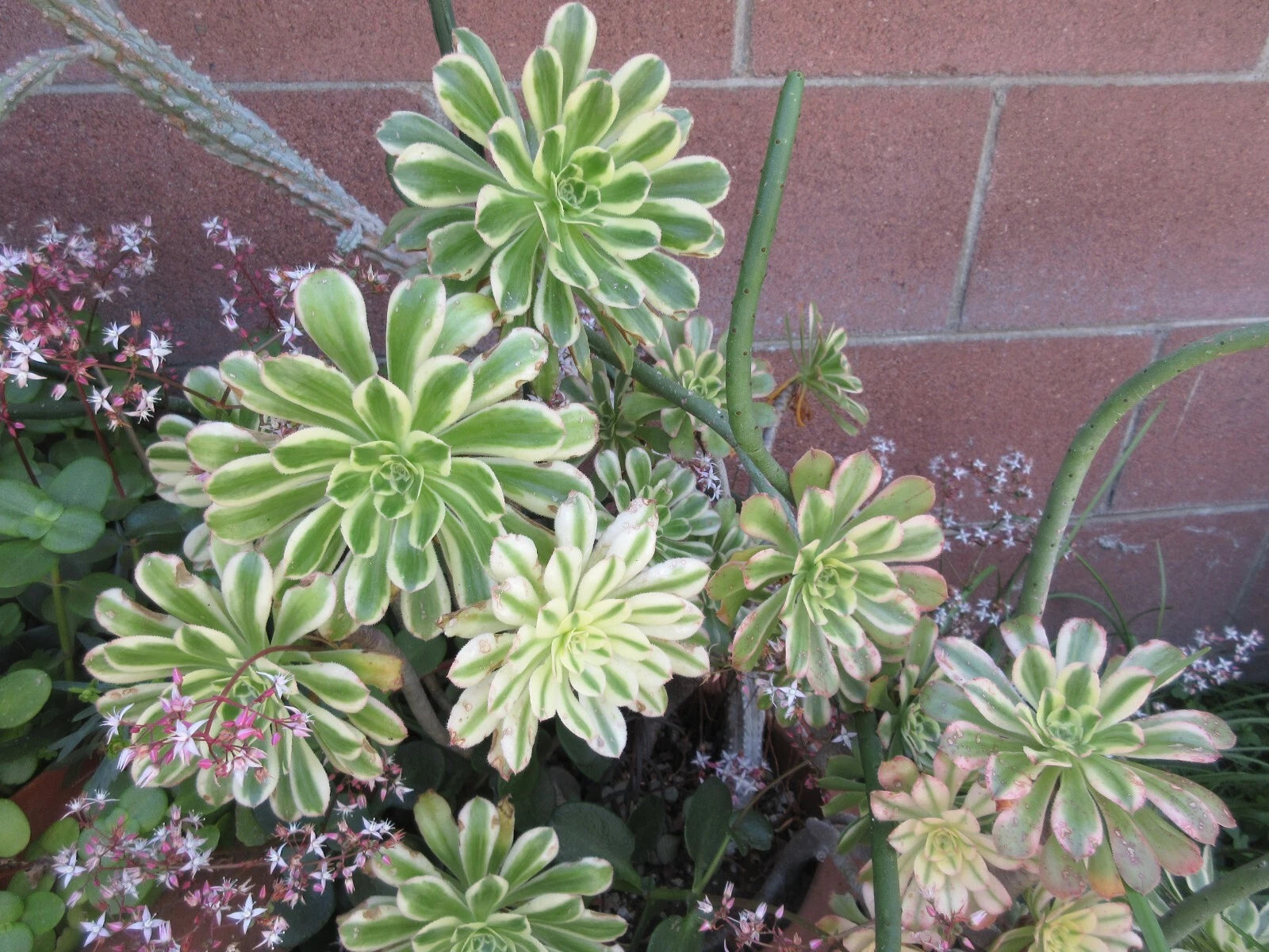 succulents aeonium sunburst Aeonium 'Sunburst' Succulent Cutting - Colorful Variegated Succulent Plant