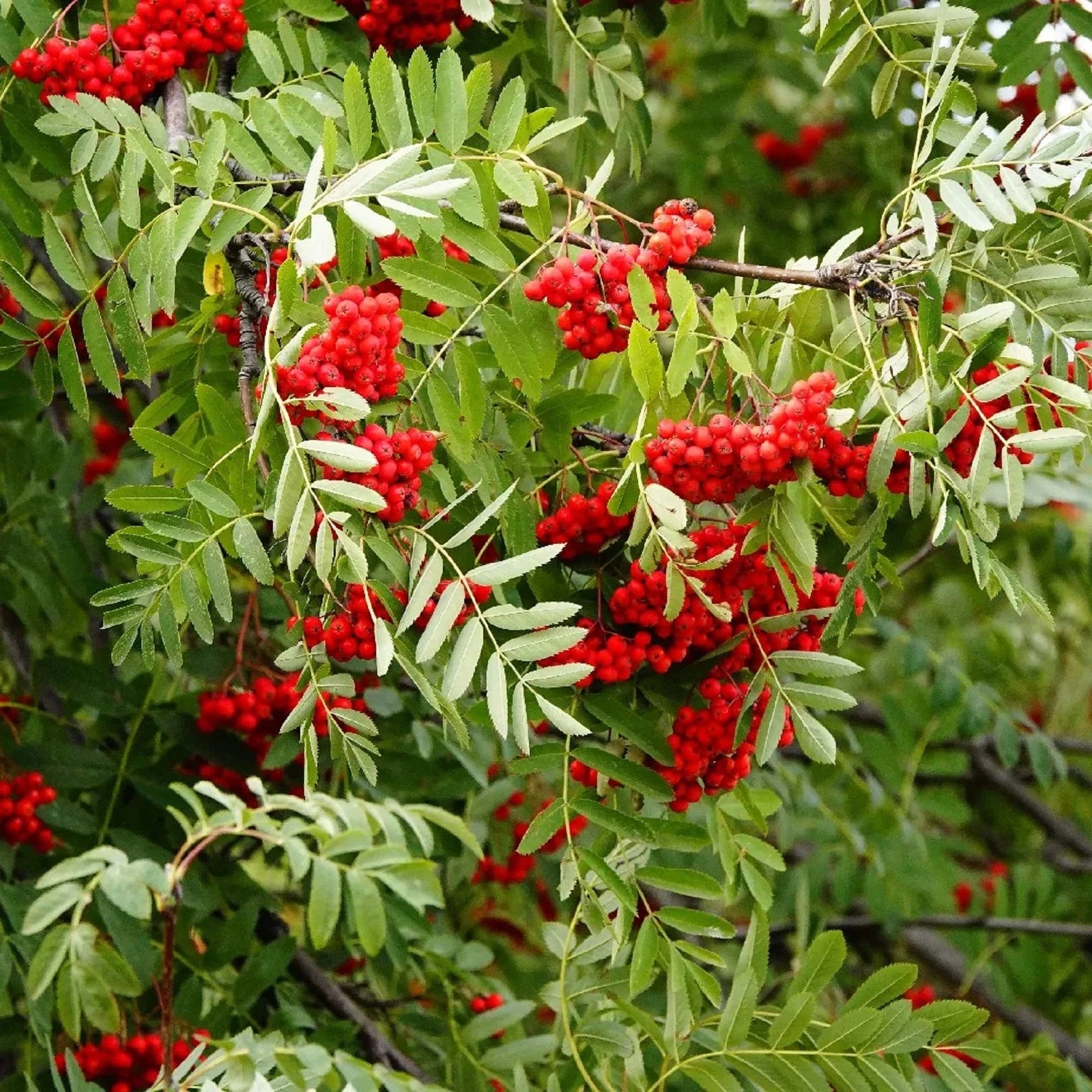 chuxay garden seeds Sorbus Aucuparia Seeds - European Mountain Ash - Dwarf Shrub