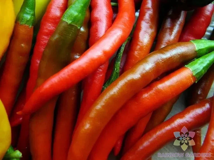 Kung Pao Hot Pepper Seeds - 25+ Pack - Heirloom Variety for Garden Planting - Capsicum annuum