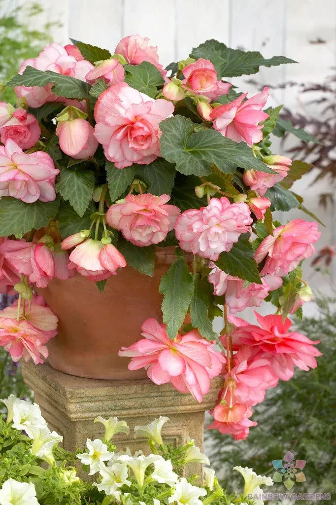 25+ Cascade Florence Begonia Seeds for Garden Planting - Begonia x tuberhybrida - USA - Non-GMO