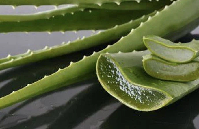 Medium Aloe Vera Plant, Barbadensis, Organic Medicinal Cactus Succulen –  Jayme Garden