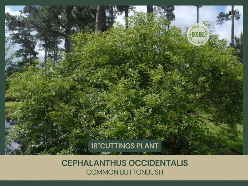 Buttonbush Cuttings 18" Fresh Cephalanthus occidentalis Native Plant