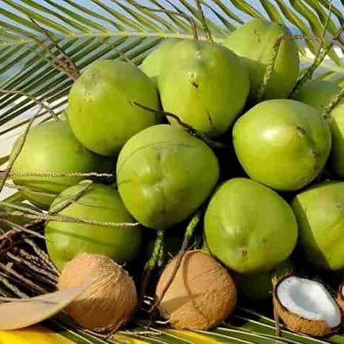 Sprouted Dwarf Green Malayan Coconut Plant 6–8” Tall