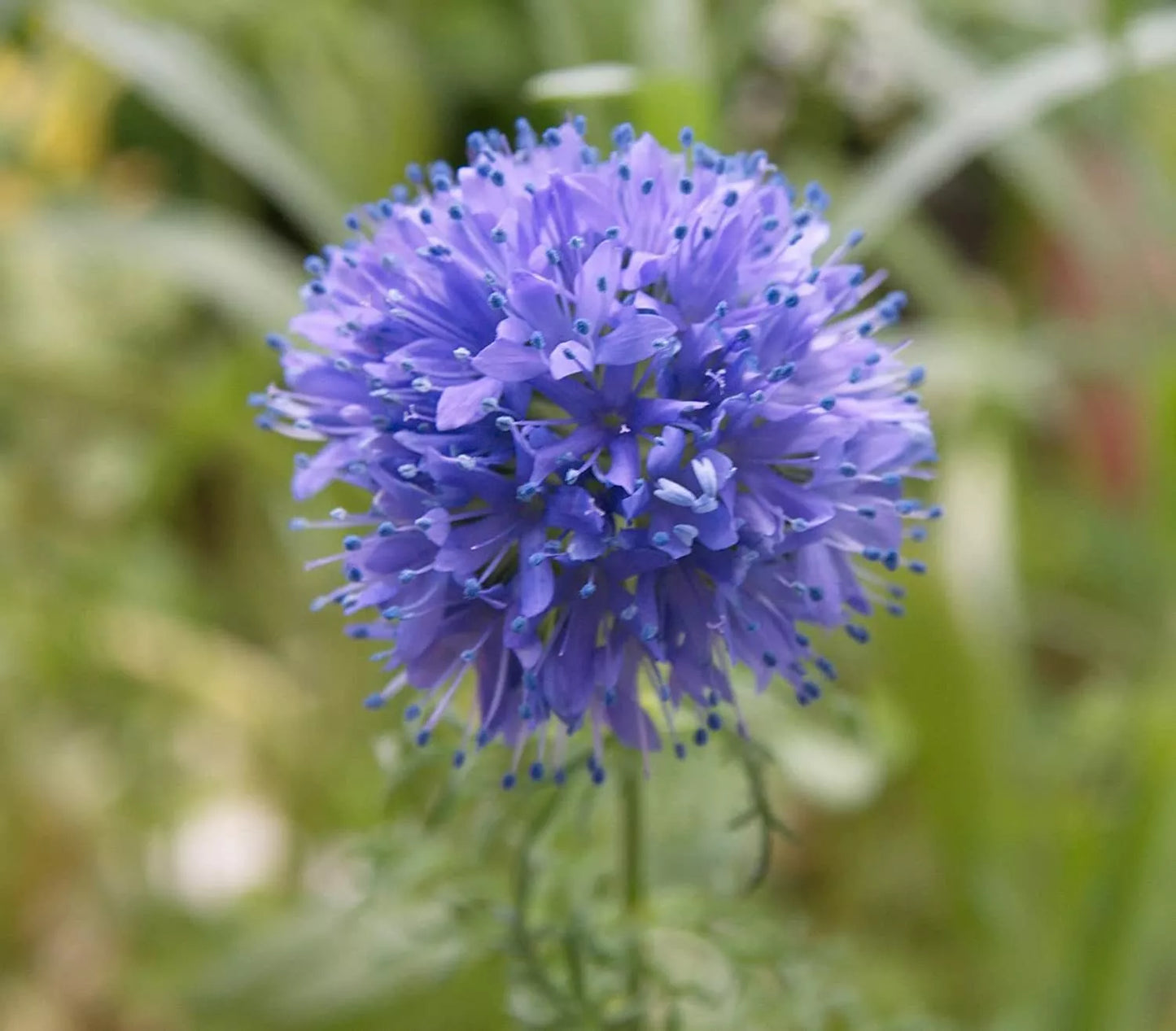 Globe Gilia Seeds for Planting, 200+ Count, Beautiful Annual Wildflower, Gilia capitata