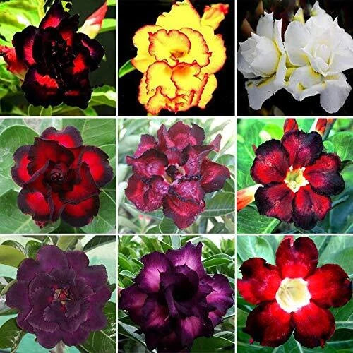adenium desert rose seeds Desert Rose Seeds 100 Mixed Color Adenium Obesum | Grow Your Own