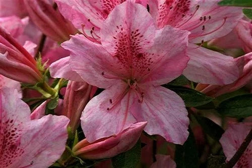 Azalea Starter Plant - Pink Striped Deciduous Variety - Rhododendron