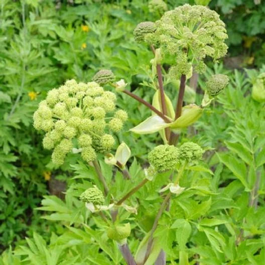 Angelica Holy Ghost Seeds - Biennial Culinary Herb - Licorice Fragrant - Non-GMO - 100 Seeds - Angelica archangelica