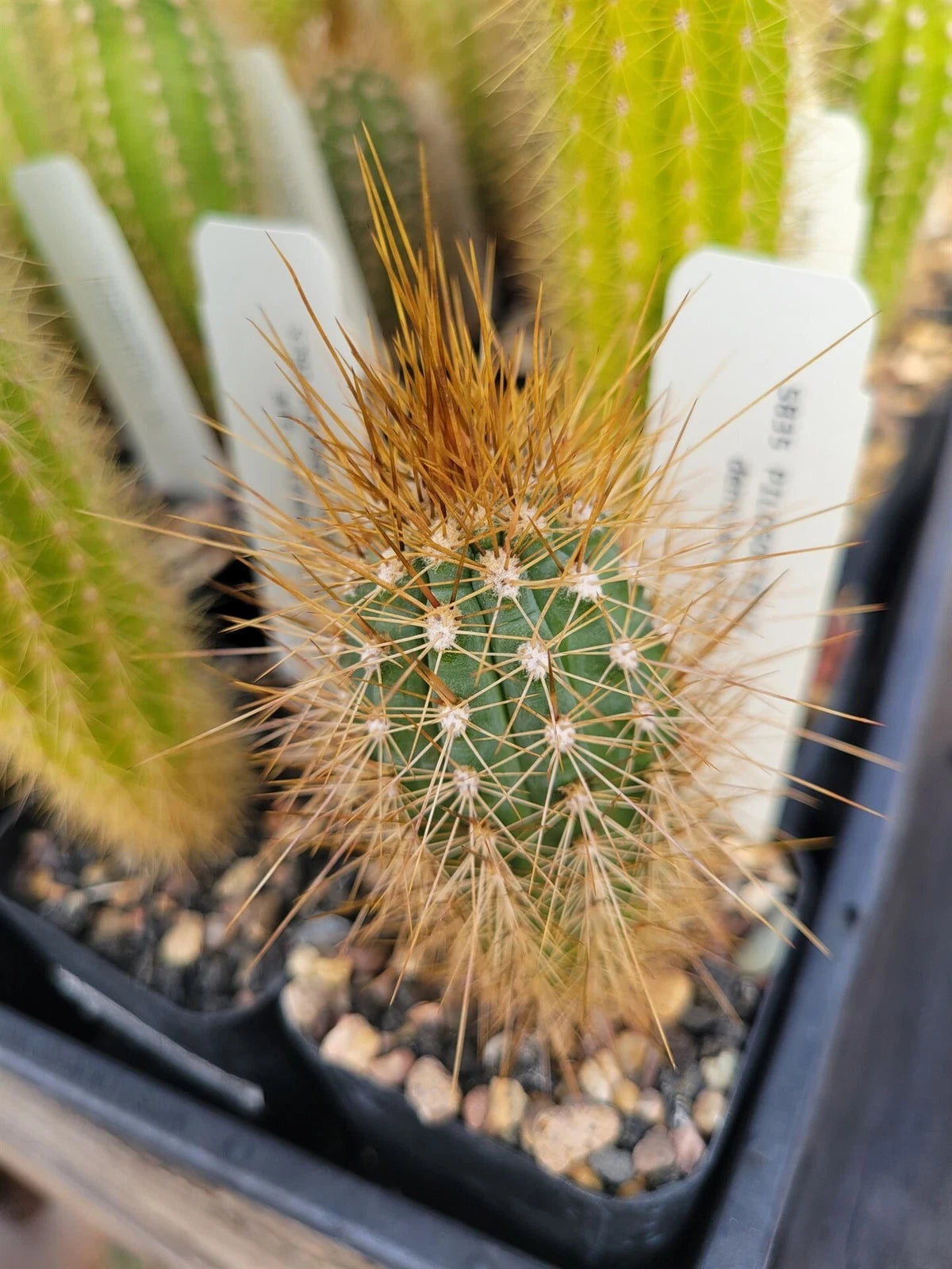 desert succulent plant Pilosocereus densiareolatus Cactus - Succulent Plant - GO 21 Variety