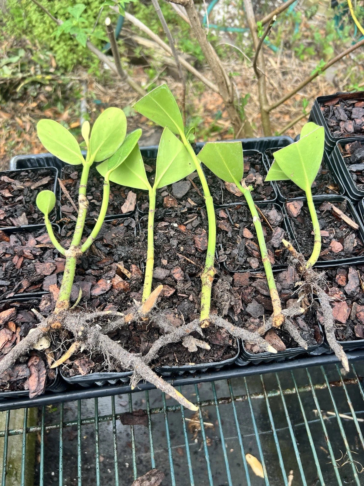 Bare Root Clusia Plants - 5 Pack - Tropical Evergreen - Clusia rosea