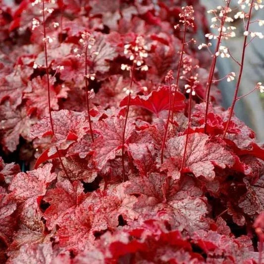Heuchera Coral Bells Plant 4" Pot Forever Red Deep Red Foliage Heuchera sanguinea