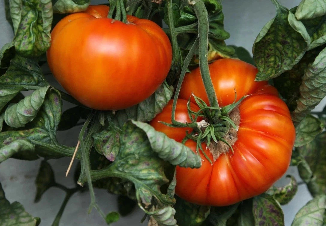 Beefsteak Tomato Seeds - 1000 Heirloom NON-GMO Seeds - Solanum lycopersicum