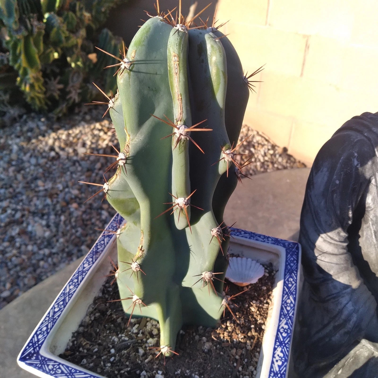 cereus succulent WICKED Blue 12" Cereus Peruvianus Monstrose Cactus Cutting