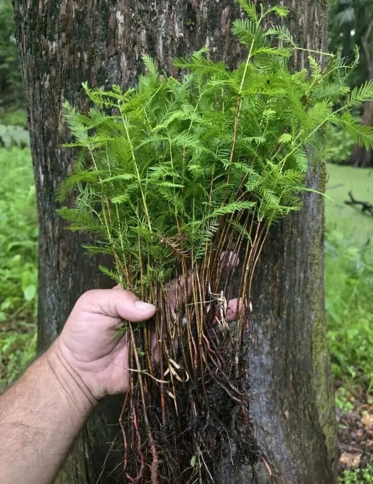 Bald Cypress Tree Seedlings 4-Pack Plug-Grown Taxodium distichum Fast-Growing Garden Enhancement