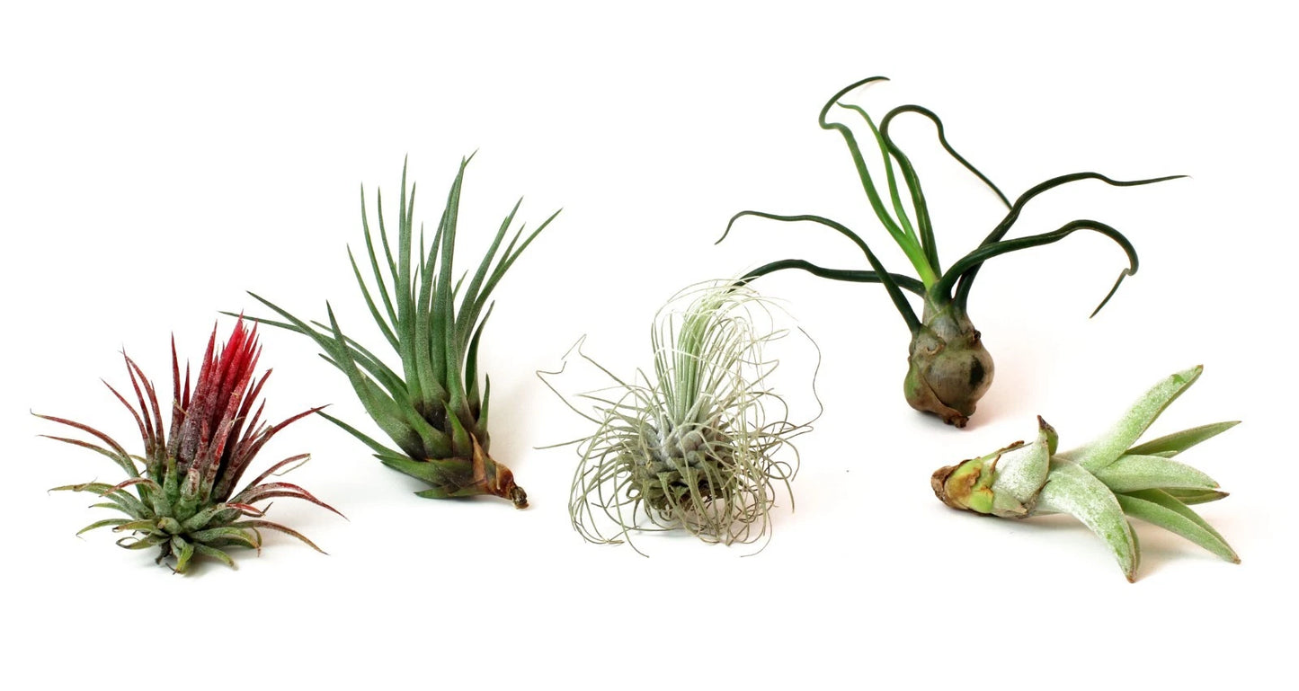 5 Pack Assorted Live Tillandsia Air Plants - Exotic Low Maintenance Indoor Plants - Air Plant Variety