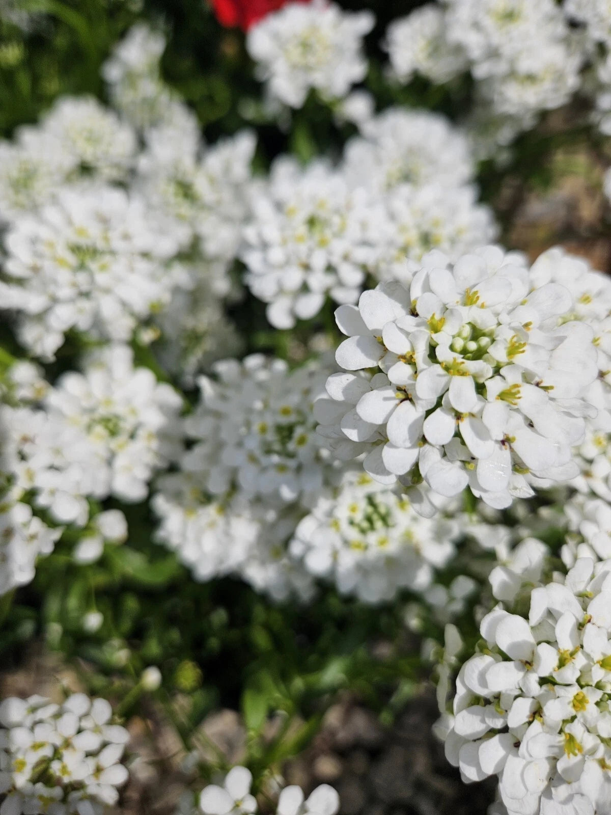 Candytuft Plant - Bare Root - 'Snow Surfer' - White Flowers - Iberis Sempervirens - Perennial for Gardens and Landscaping
