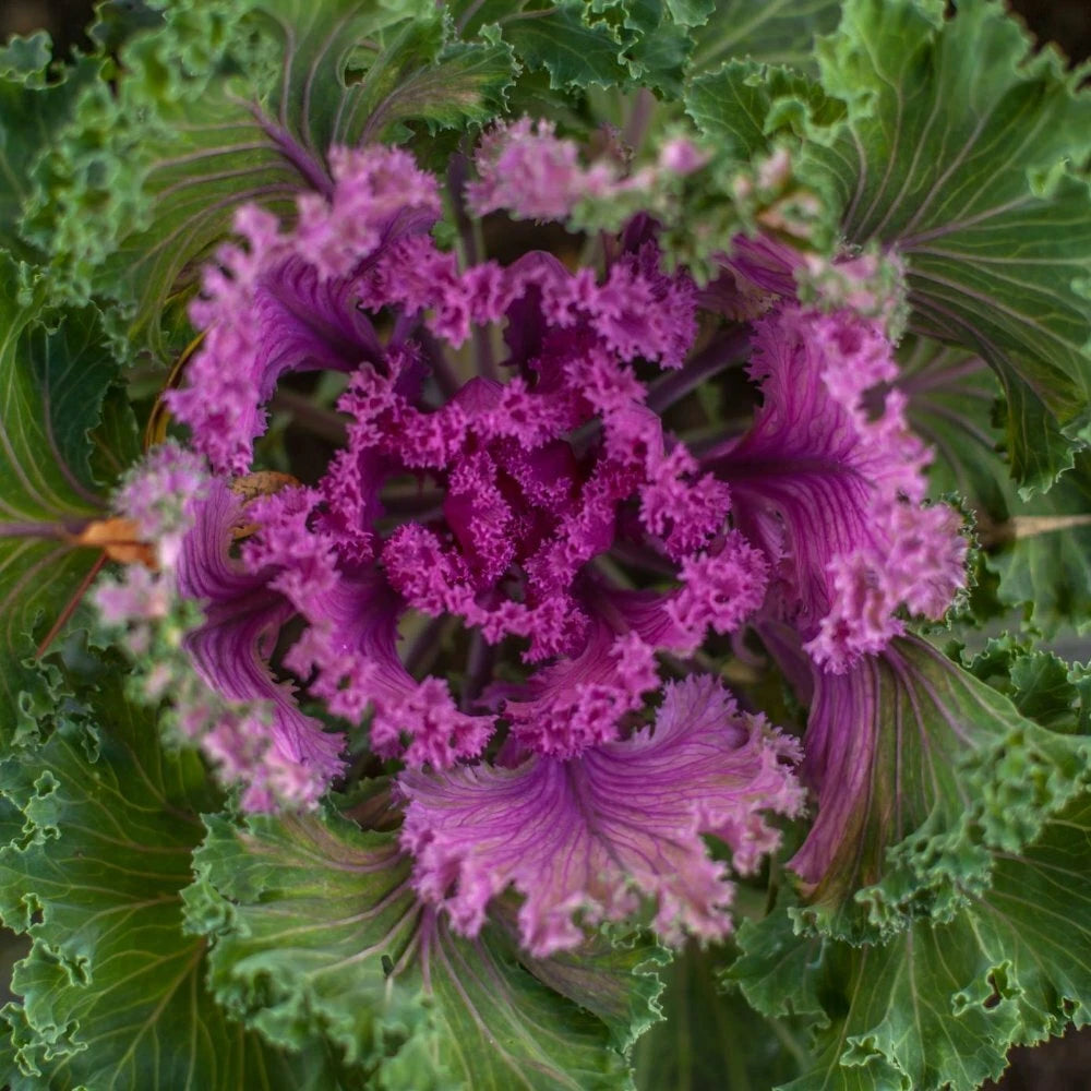 Ornamental Kale Flower Seeds - Nagoya Red, 40 Seeds, Fresh Seed - Brassica oleracea