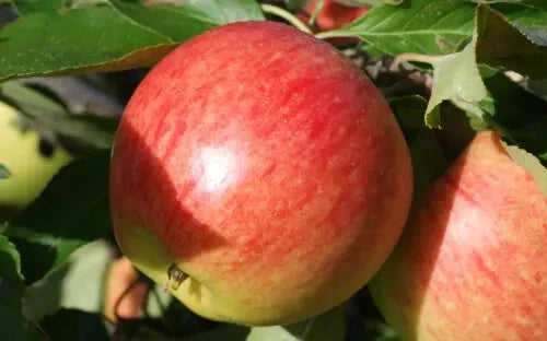 Falstaff Apple Seeds - 25+ Seeds for Garden Planting - Malus domestica - USA - Heirloom Variety