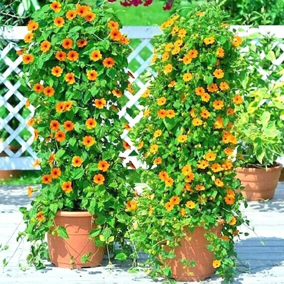 Black Eyed Susan Vine Seeds - 50+ Flower Seeds for Garden, Patio, Container - Thunbergia alata