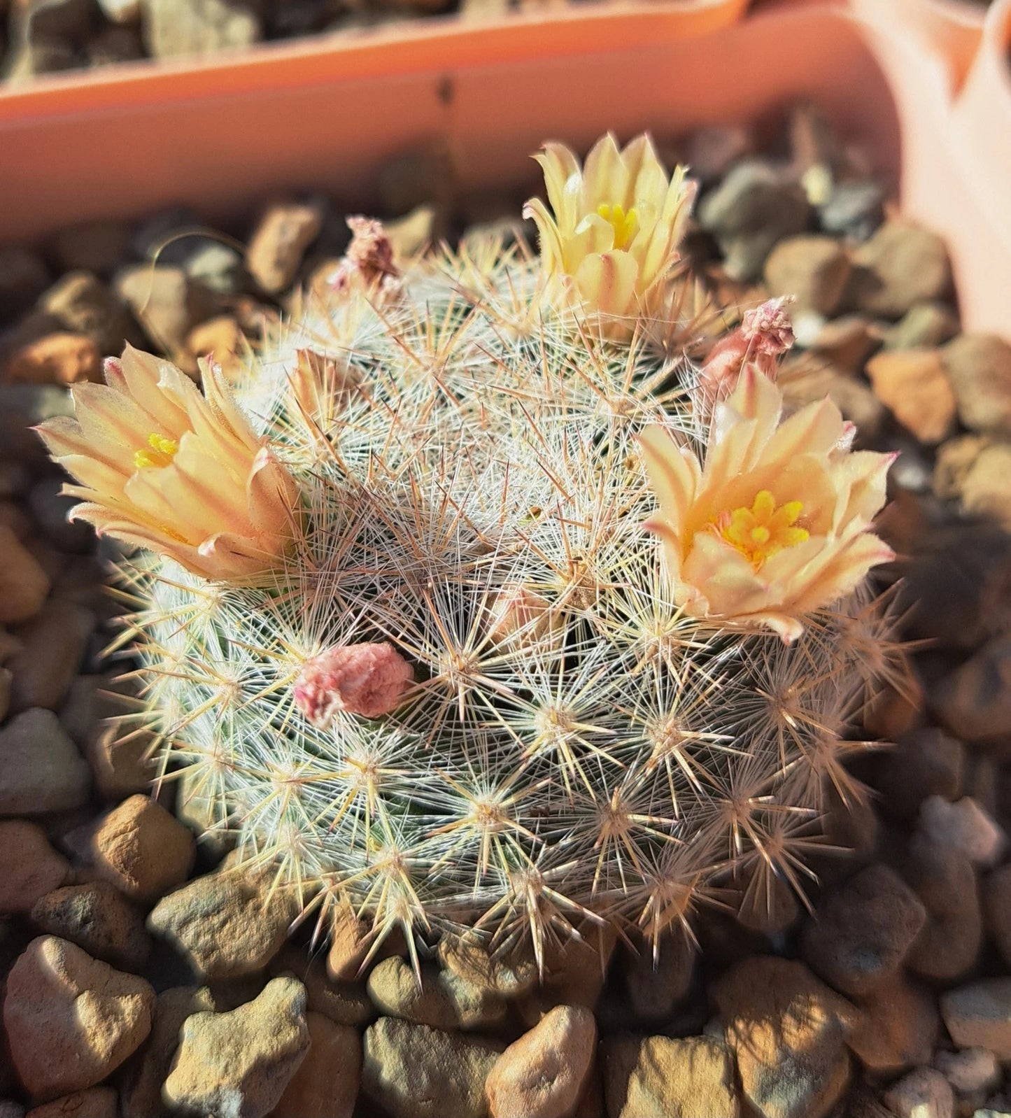 Mammillaria Candida Cactus - Bare Root Plant - White Spines - Easy Care Succulent - Ideal for Indoor Gardens