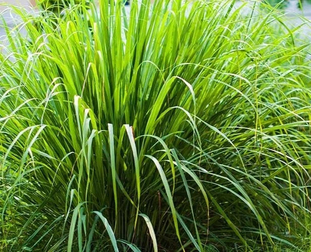 Lemon Grass Seeds 100 Count Organic Caribbean Fever Grass Cymbopogon F –  Jayme Garden