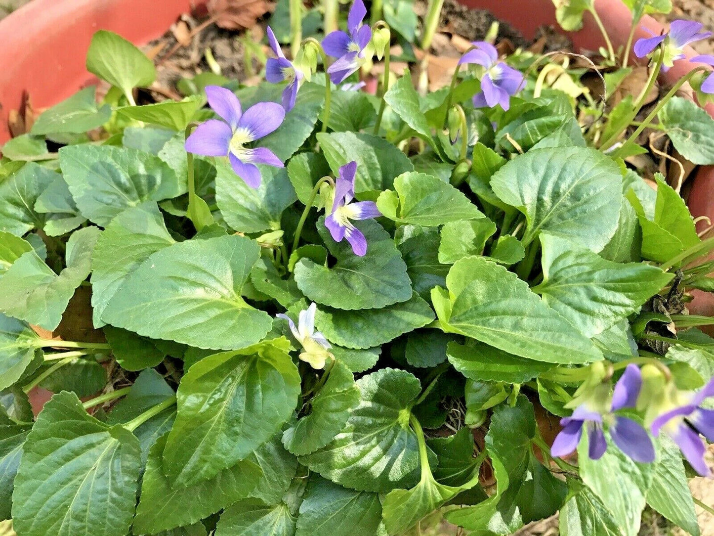 Purple Wild Violet Flower Bulbs - 100 Bare Root Perennial Plants - Easy Grow (Viola sororia)