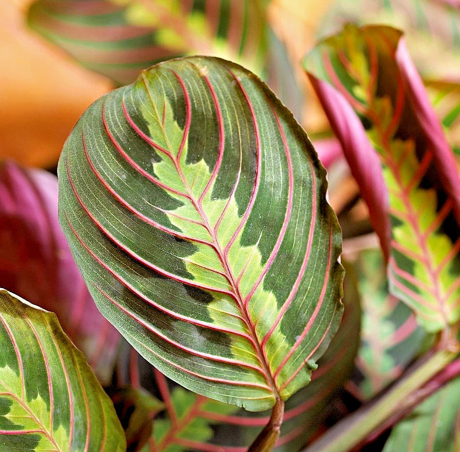 red leafed house plant Maranta Red Live Houseplant Cutting - 3-6" Tall