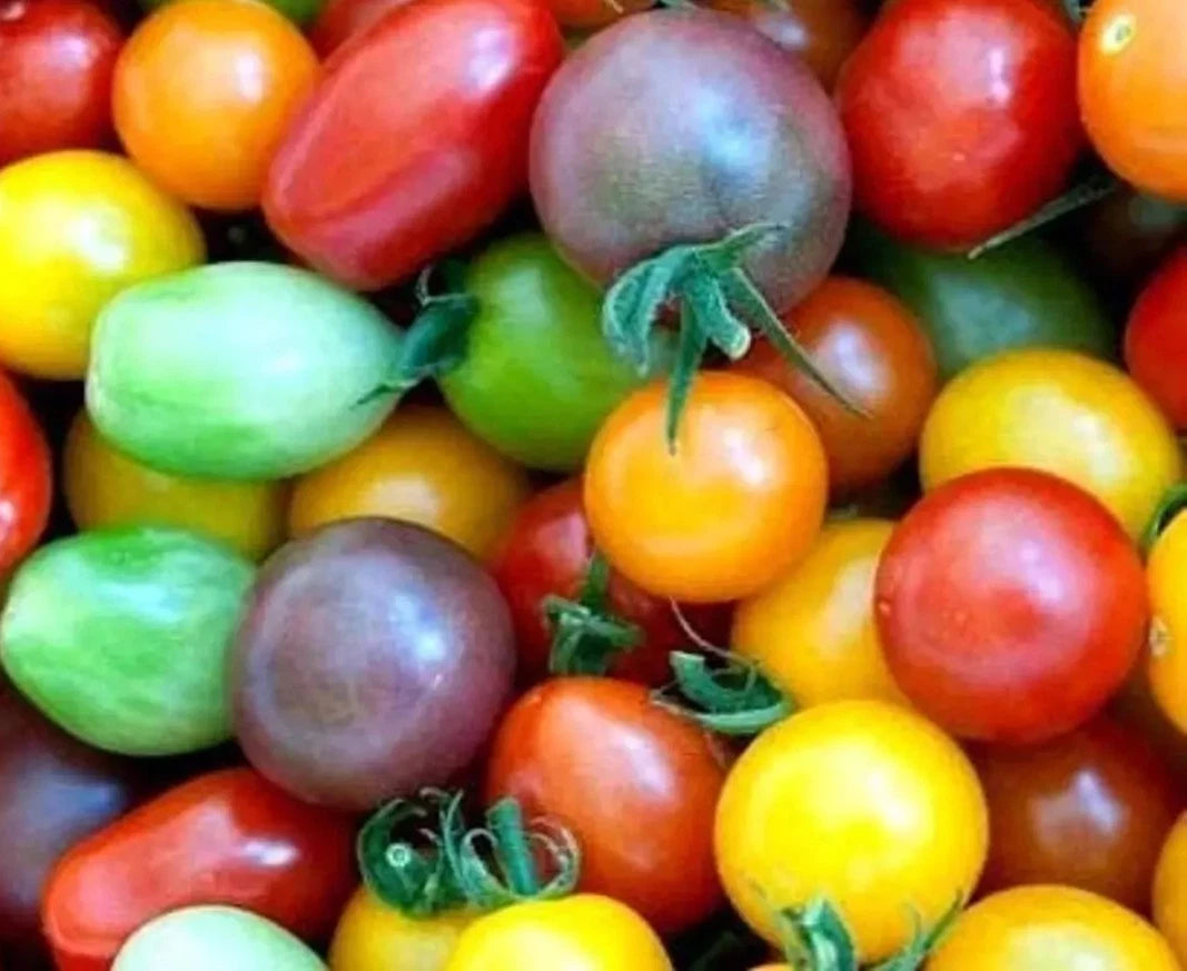 Rainbow Cherry Tomato Seeds - 60+ Heirloom Organic Non-GMO Seeds - Sweet Cherry Variety