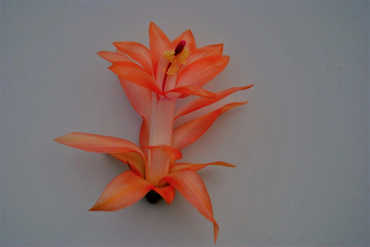 Christmas Cactus Starter Plant - Healthy Well Rooted Braiden Variety - Schlumbergera Truncata