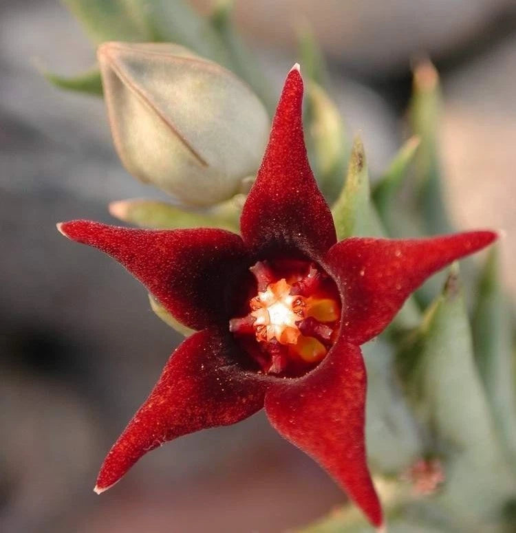 starfish flower succulent Orbea Semitubiflora Potted Plant 3.5"