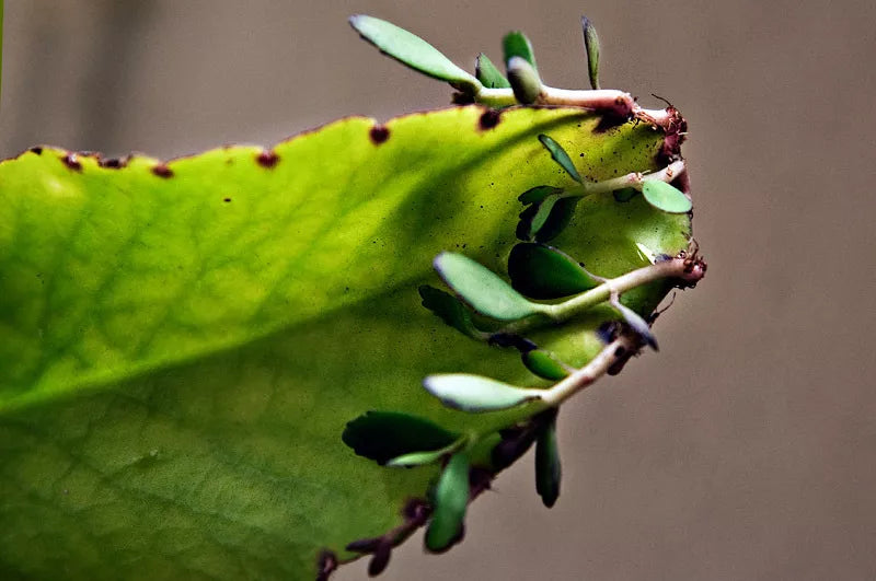 hawaiian succulent plants Kalanchoe Pinnata Plant - Miracle Leaf - Hawaiian Love - Katakataka