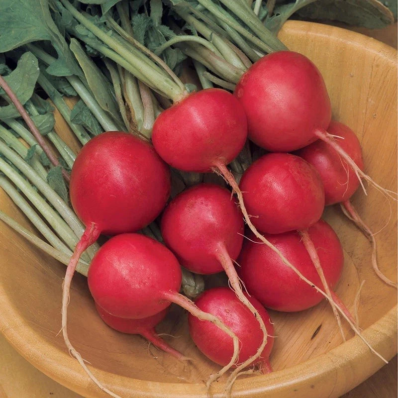 Cherry Belle Radish Seeds 100-500-1000-5000 Count for Microgreens - Raphanus sativus - Fast Growing, 25 Days to Harvest