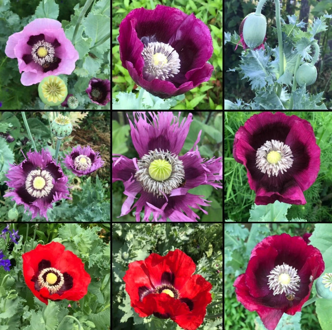 Poppy Seeds Mix - Breadseed Mixed Colors - Non-GMO - Papaver somniferum - 1000 Seeds for Baking