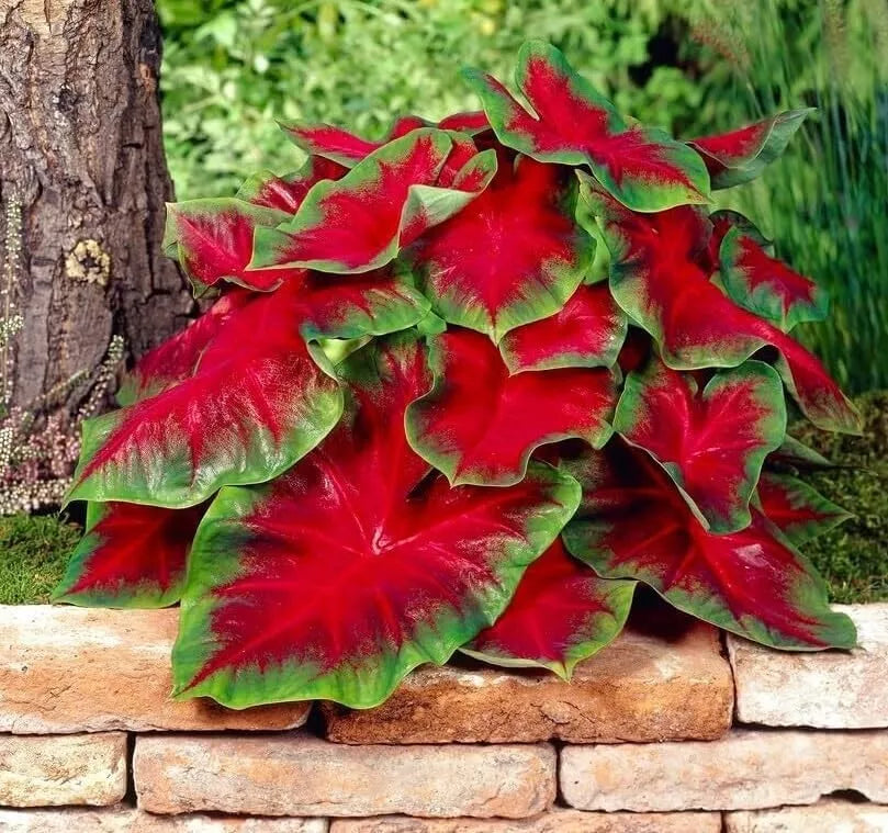 Florida Cardinal Caladium Bulbs - 2 Pack for Planting - Perennial Hosta (Caladium bicolor)