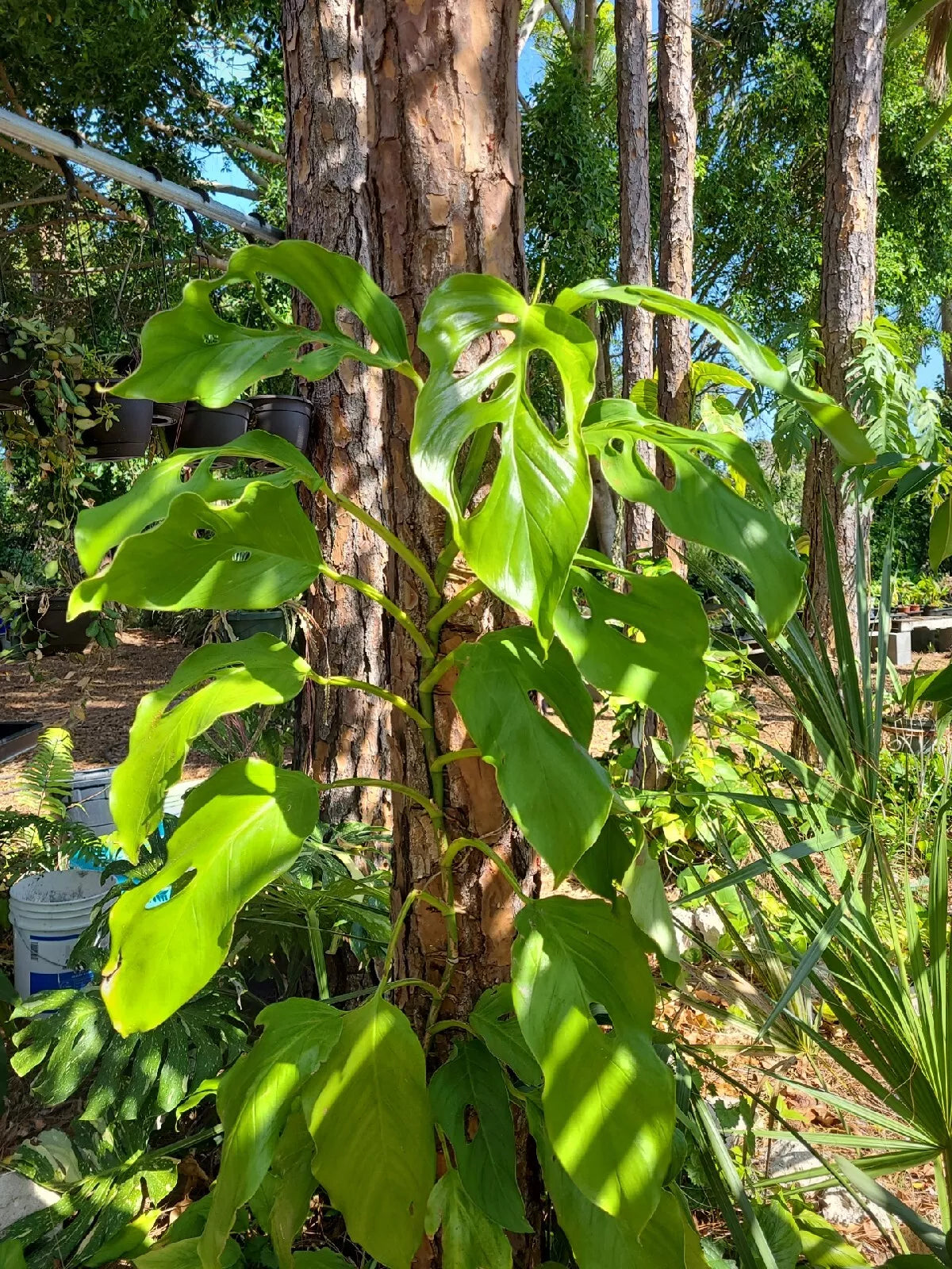 acacoyaguensis monstera Monstera Acacoyaguensis Cutting
