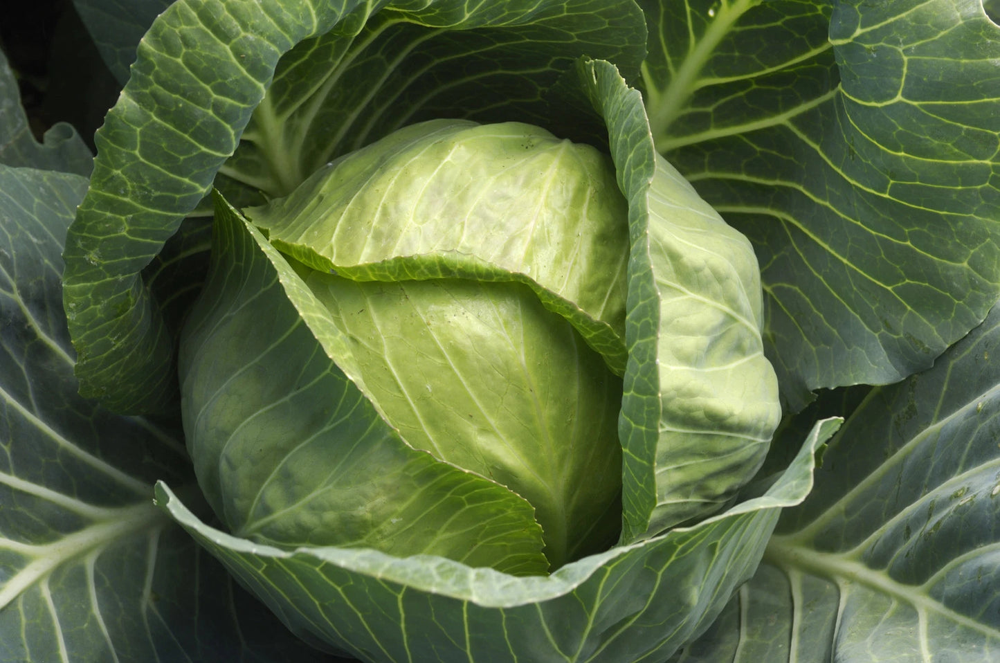 Cabbage Seeds - Late Flat Dutch Variety - Fresh Organic Cabbage Seed - Brassica oleracea