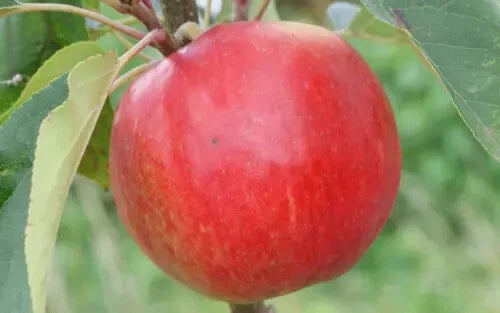 Apple Seeds for Planting, 25+ Scrumptious Variety, Malus domestica, USA Grown, Free Shipping