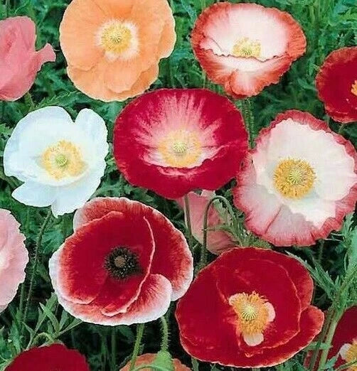 Double Shirley Poppy Flower Seeds 1000+ Mixed Colors Annual Garden See –  Jayme Garden