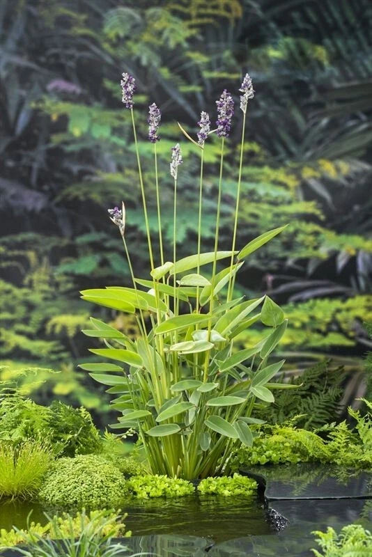 Hardy Water Canna Plant - Thalia Dealbata - Root with Two Shoots - Aquatic Flowering Plant for Ponds and Water Gardens