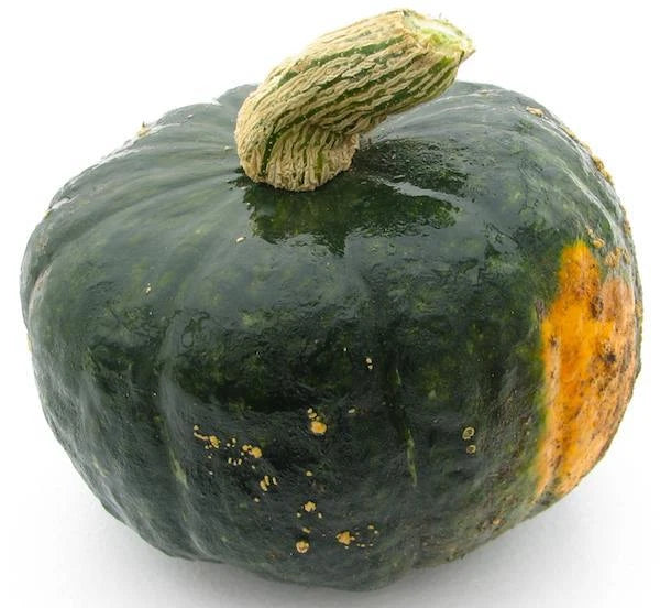 Buttercup Burgess Winter Squash Seeds - Fresh Heirloom Seeds for Planting - Cucurbita maxima