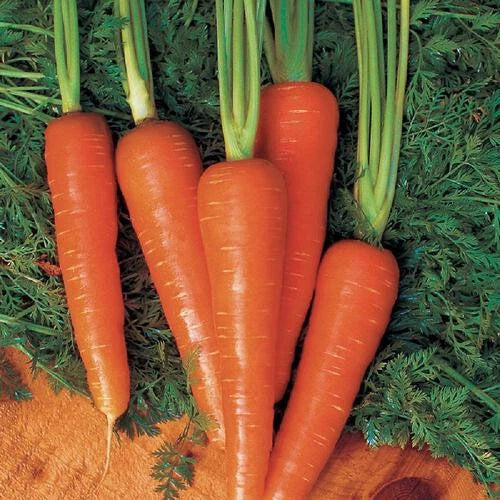 Moonraker Carrot Seeds 1000+ Pack for Garden Planting - Daucus carota - USA Grown, Non-GMO, Easy to Grow