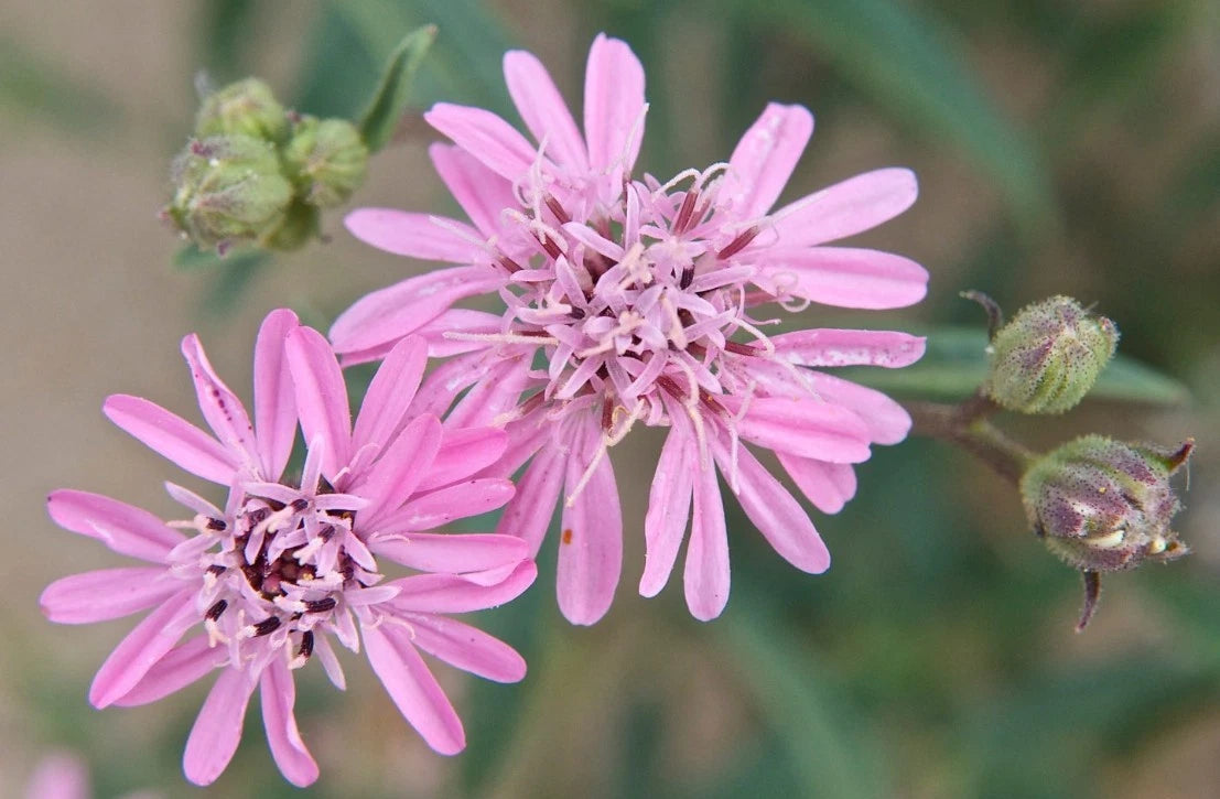 50+ OTHAKE Seeds, Sand Palafoxia, Organic, Palafoxia sphacelata, USA Grown, Non-GMO, 07/25 Harvest