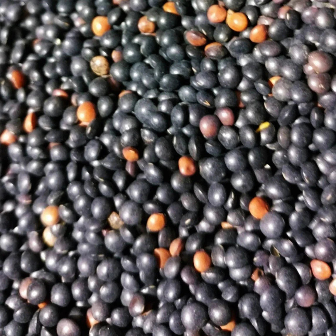 Black Lentil Seeds - 100+ Count Non-GMO Heirloom Variety - Lens culinaris for 2025 Planting