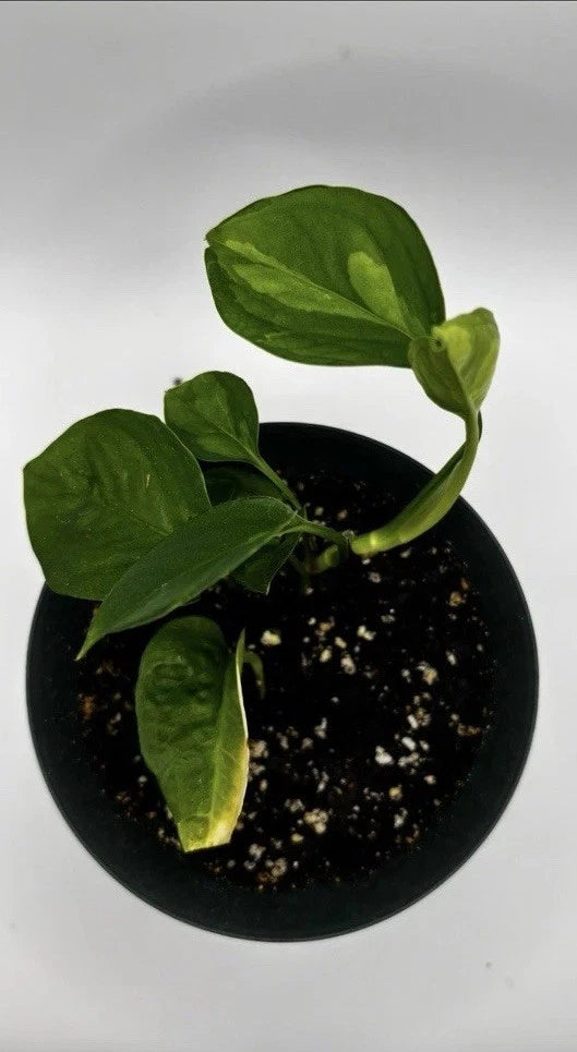 Global Green Pothos Starter Plant – Rare Variegated Epipremnum aureum –  Indoor Houseplant, Easy Care, Trailing Vine – Jayme Garden