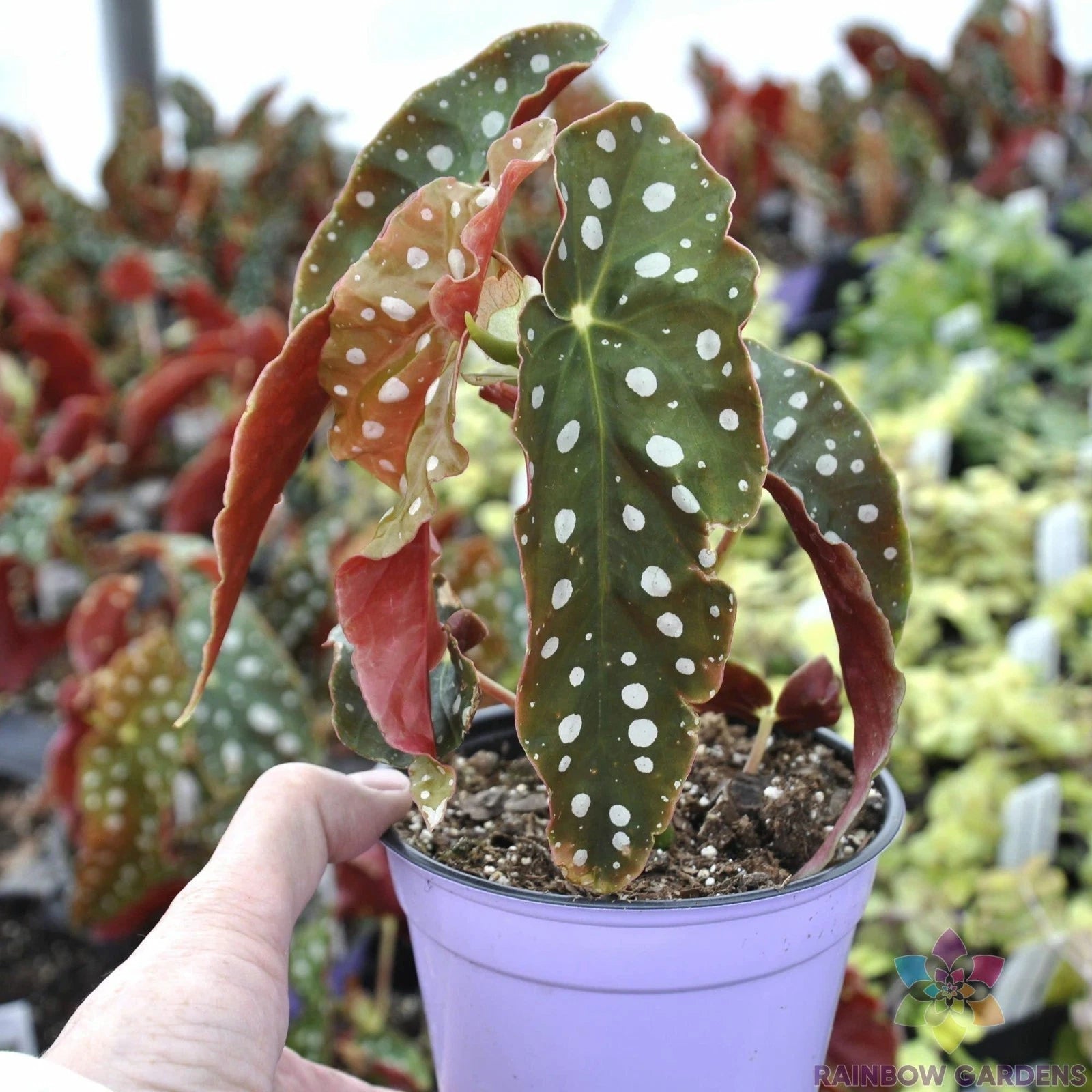 angel wing plant indoor Angel Wing Begonia Seeds - 25+ Pack for Garden Planting - USA Grown - Ideal  for Indoor/Outdoor Use