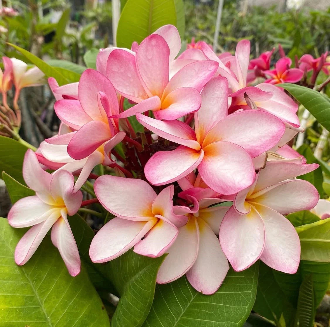 Rooted Plumeria Plant Cutting - Maui Breeze - 13